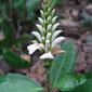 Acanthus volubilis