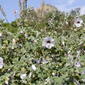 Lavatera maritima