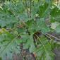 Acanthus-mollis_5
